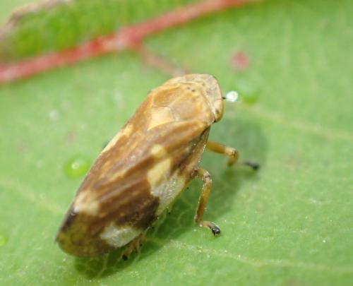 Philaenus spumarius